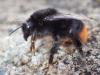 Bombus lapidarius